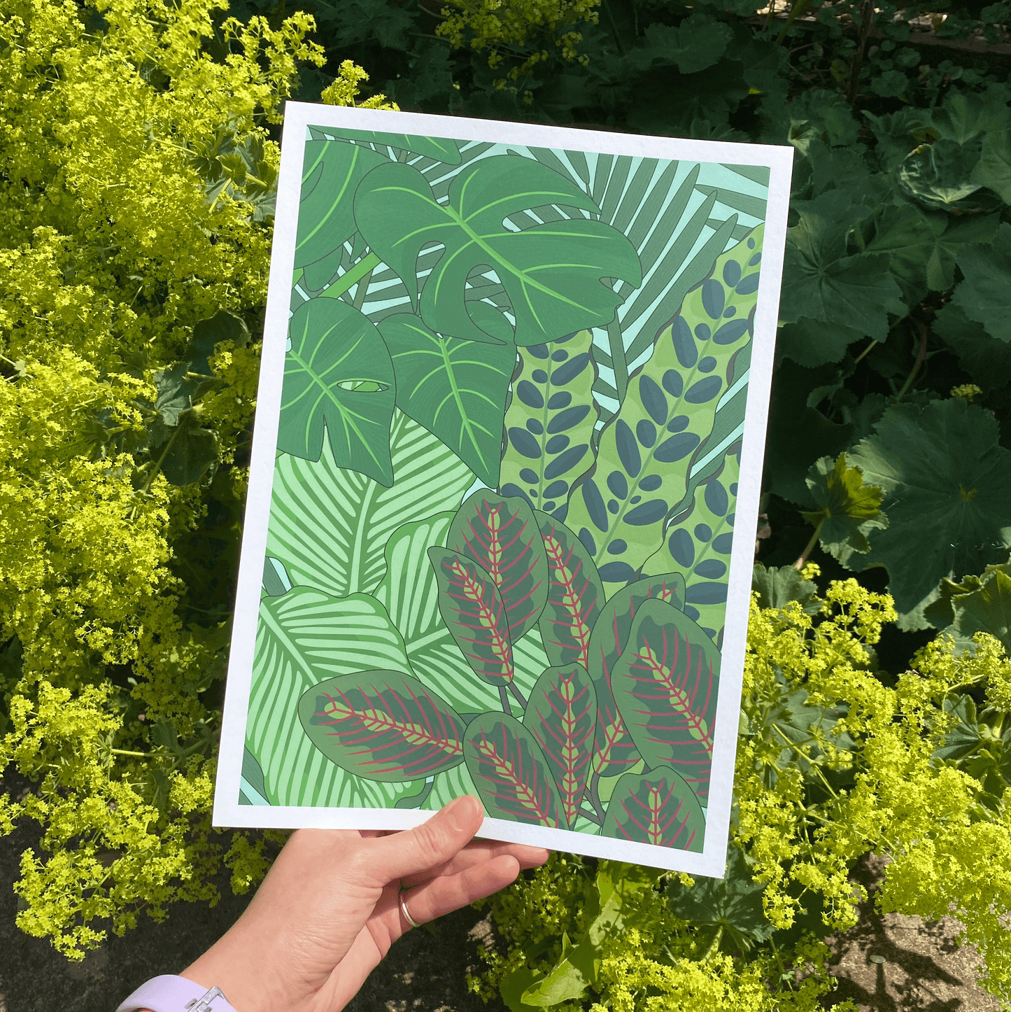 'House Plants' Limited Edition Print
